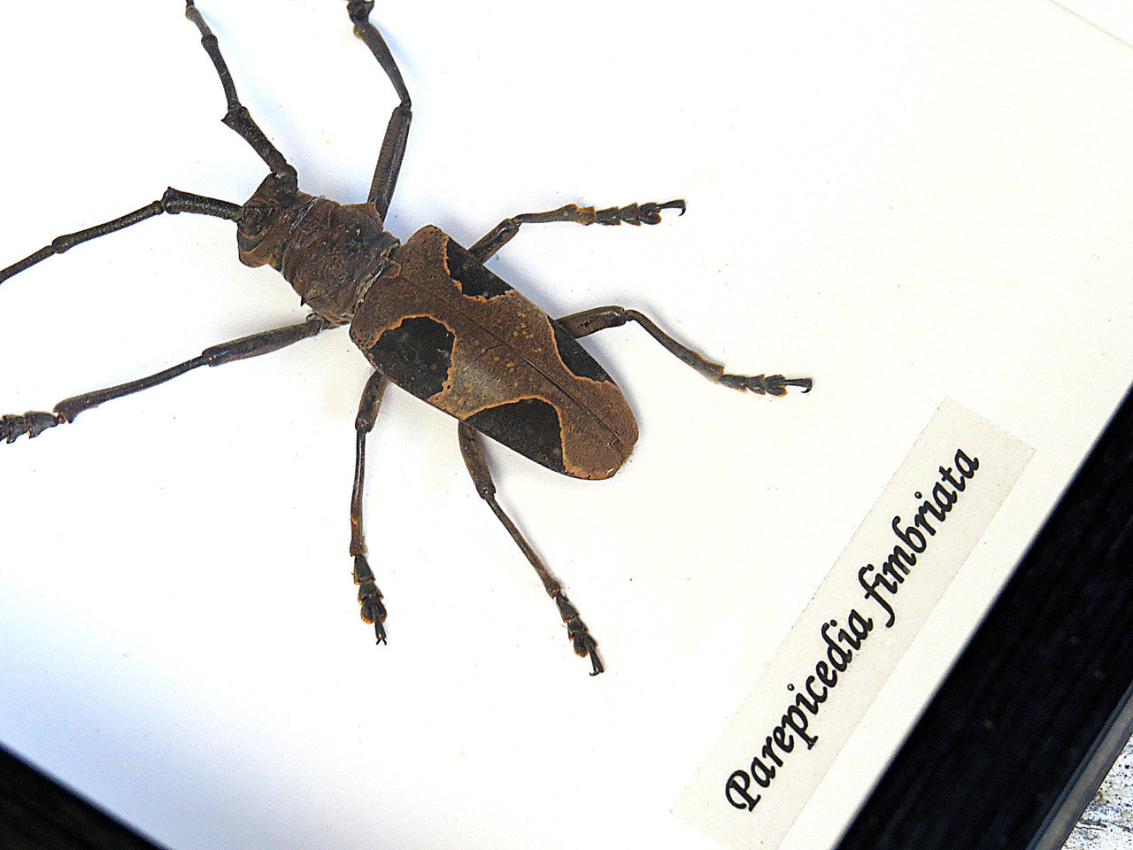 Parepicedia fimbriata