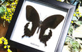 Framed butterfly Papilio fuscus Bits&Bugs 