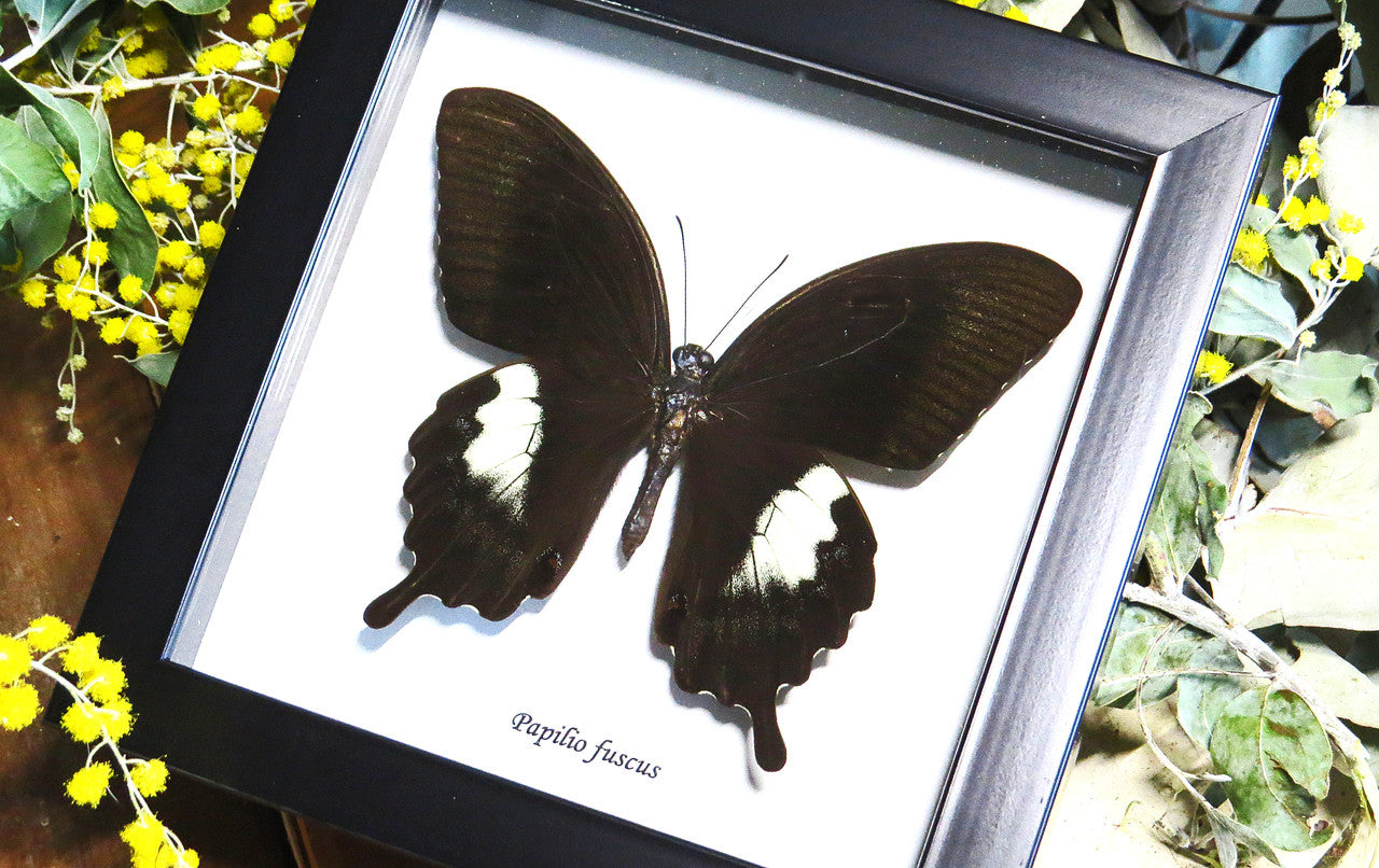 Framed butterfly Papilio fuscus Bits&Bugs 