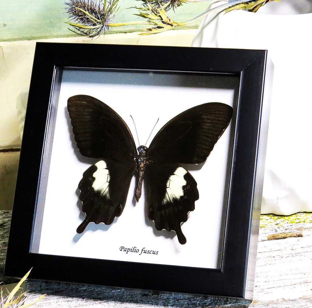 Framed butterfly Papilio fuscus Bits&Bugs 