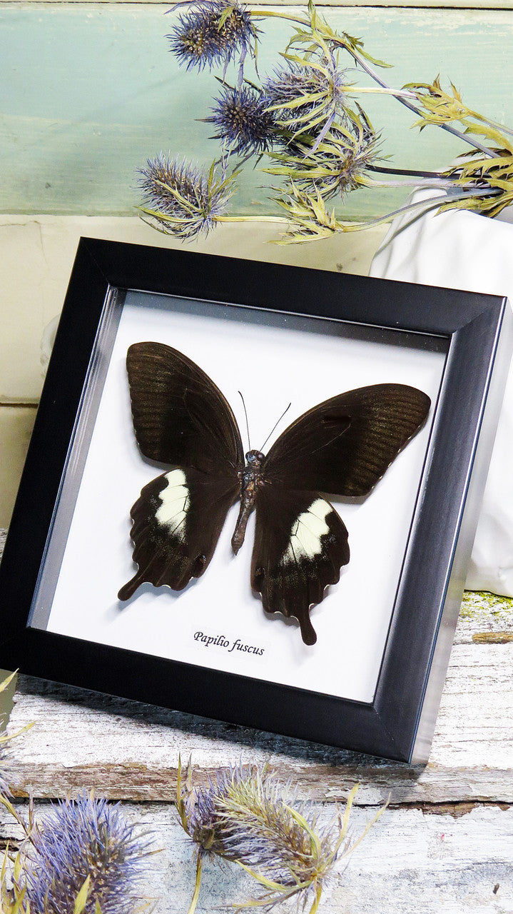 Framed butterfly Papilio fuscus Bits&Bugs 