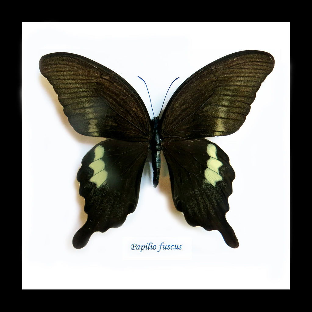 Framed butterfly Papilio fuscus Bits&Bugs 