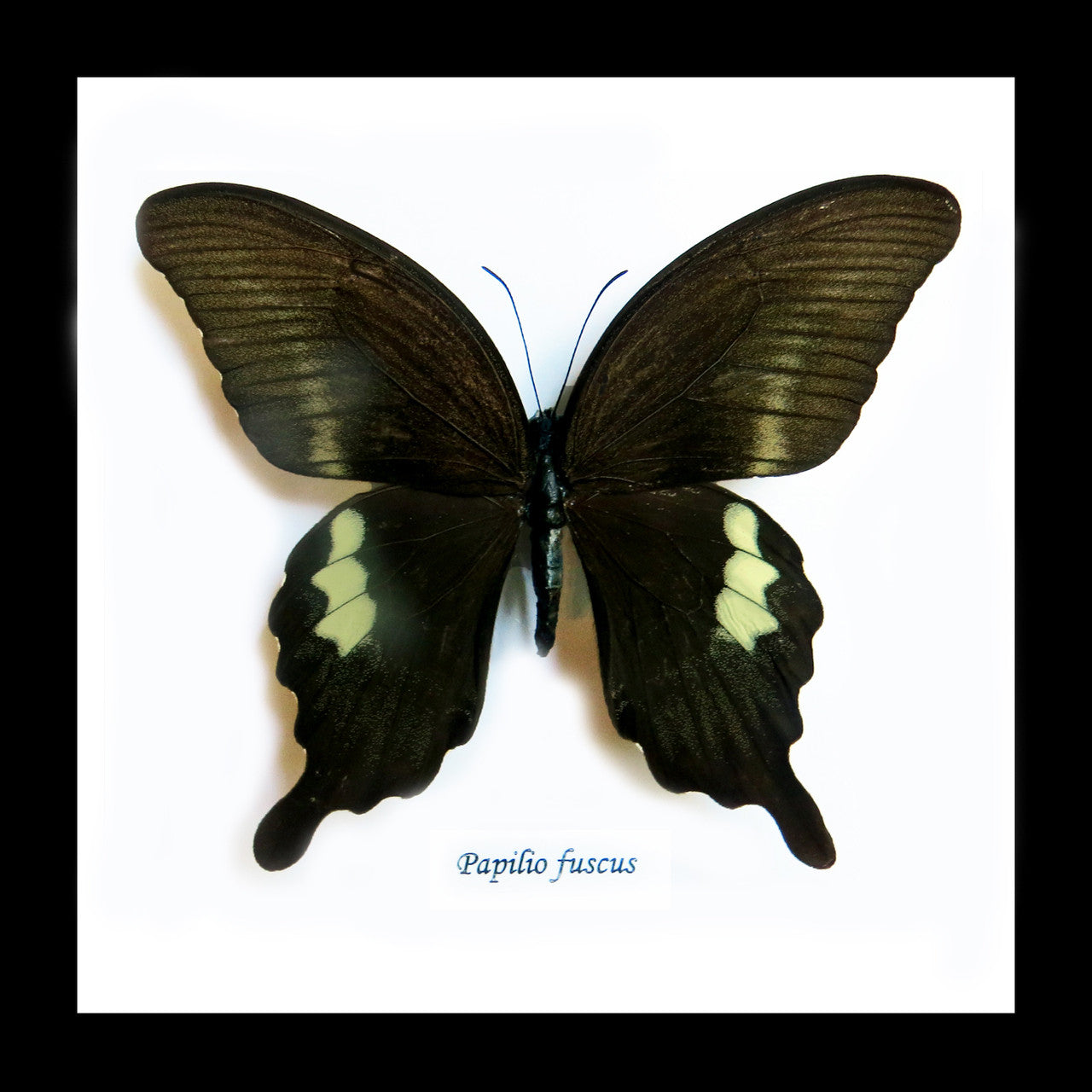 Framed butterfly Papilio fuscus Bits&Bugs 