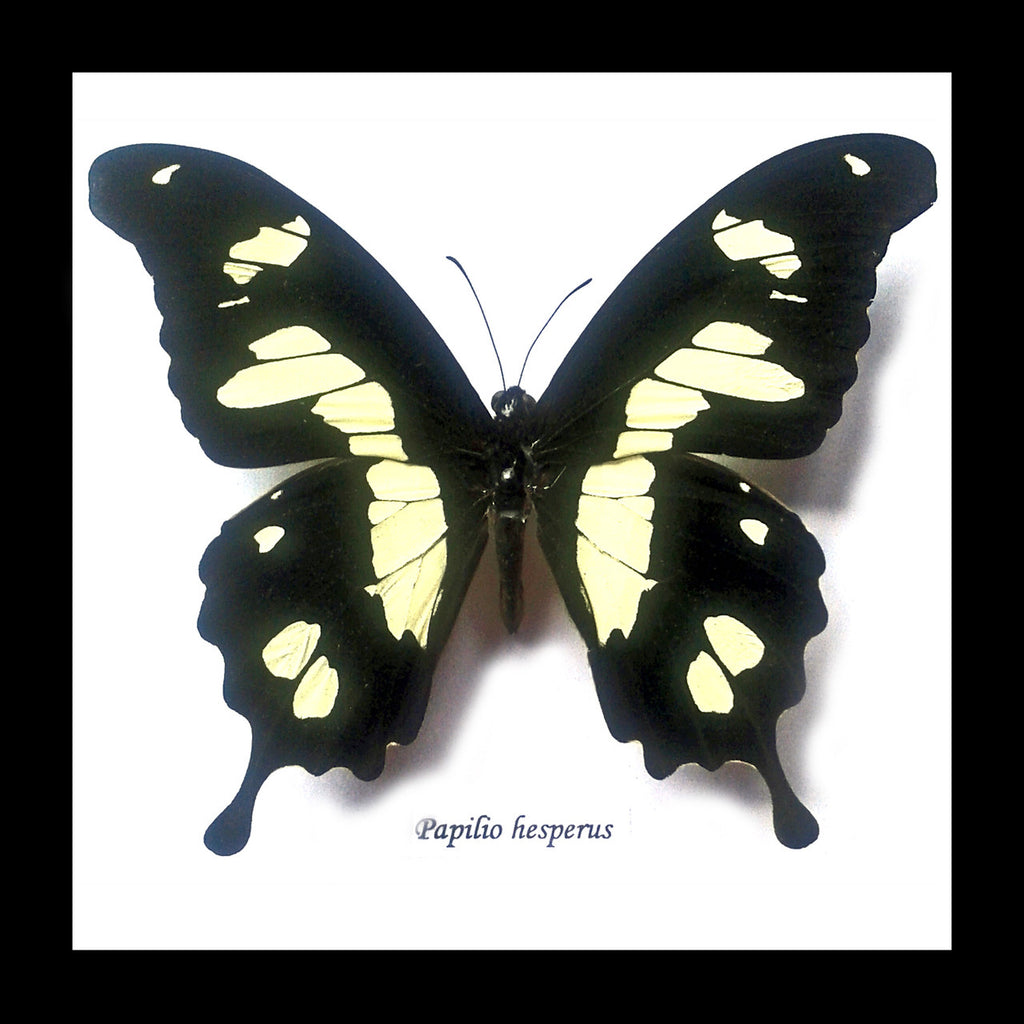 insect butterfly entomology taxidermy specimen Papilio hesperus Bits & Bugs 