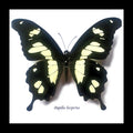 insect butterfly entomology taxidermy specimen Papilio hesperus Bits & Bugs 