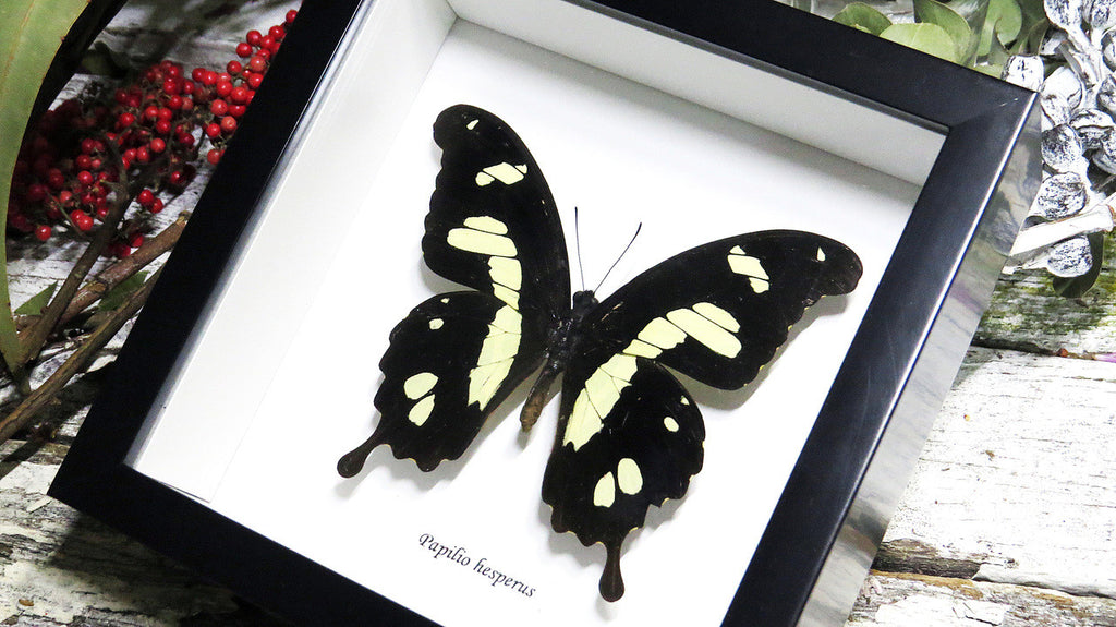 insect butterfly entomology taxidermy specimen Papilio hesperus Bits & Bugs 