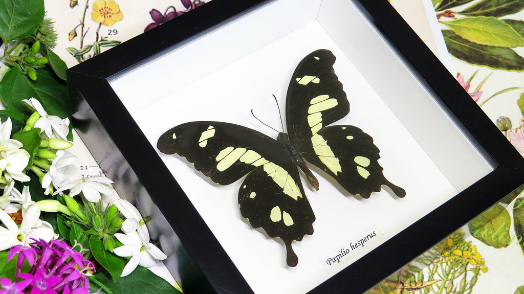 insect butterfly entomology taxidermy specimen Papilio hesperus Bits & Bugs 