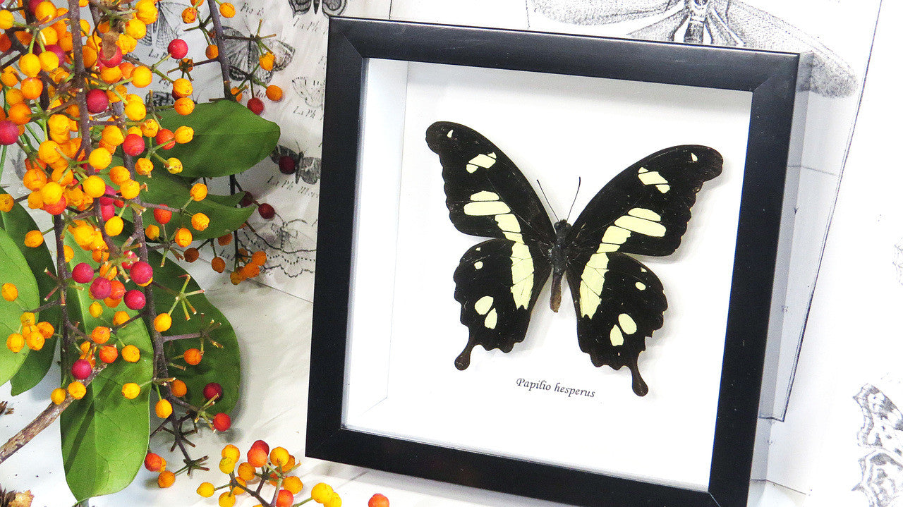 insect butterfly entomology taxidermy specimen Papilio hesperus Bits & Bugs 