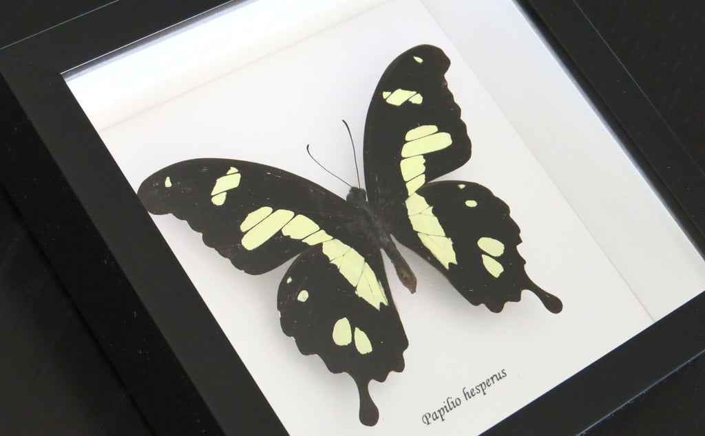insect butterfly entomology taxidermy specimen Papilio hesperus Bits & Bugs 