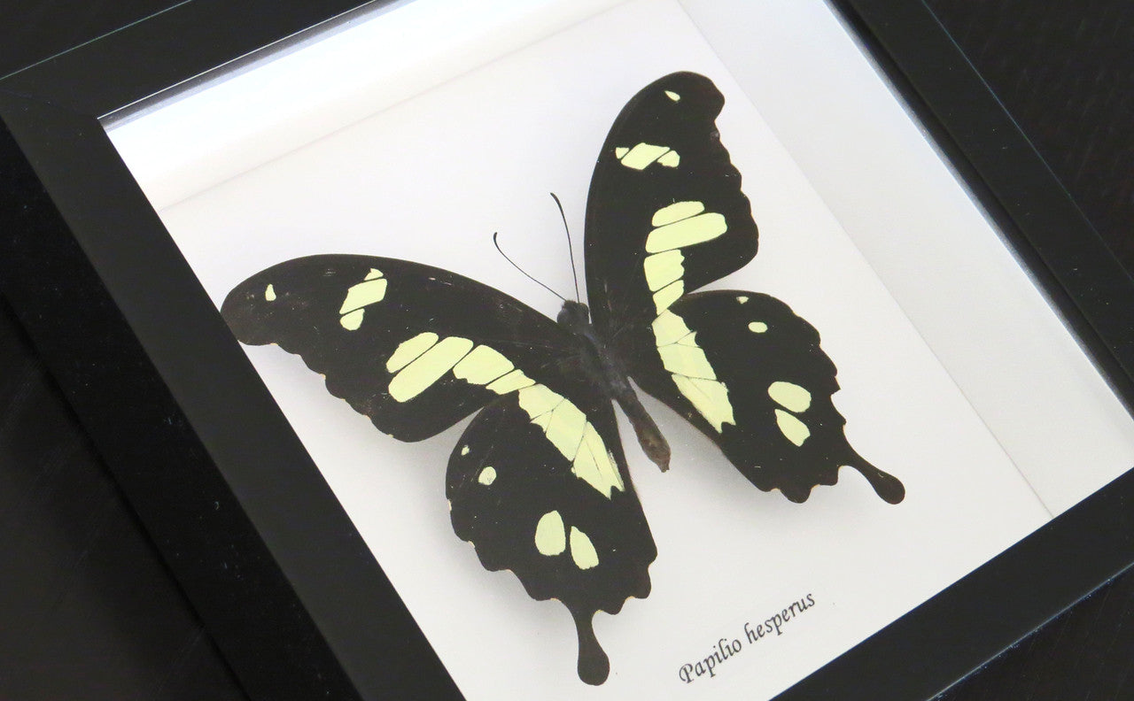 insect butterfly entomology taxidermy specimen Papilio hesperus Bits & Bugs 
