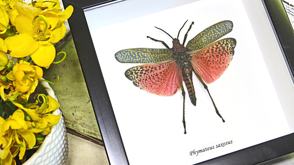 Phymateus saxosus