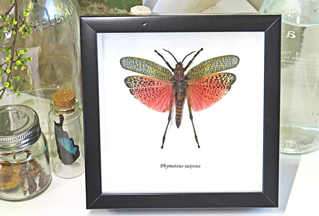 Phymateus saxosus Framed grasshopper Bits & Bugs 