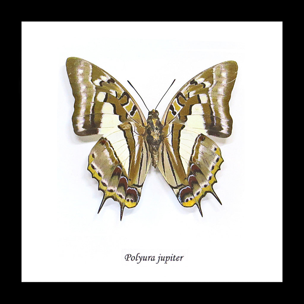 Butterfly framed Polyura jupiter Bits & Bugs 