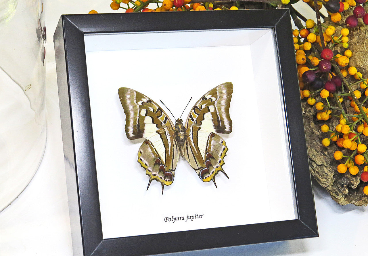 Butterfly framed Polyura jupiter Bits & Bugs 