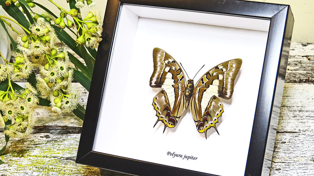 Butterfly framed Polyura jupiter Bits & Bugs 