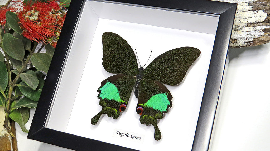 Framed butterfly Papilio karna Bits & Bugs