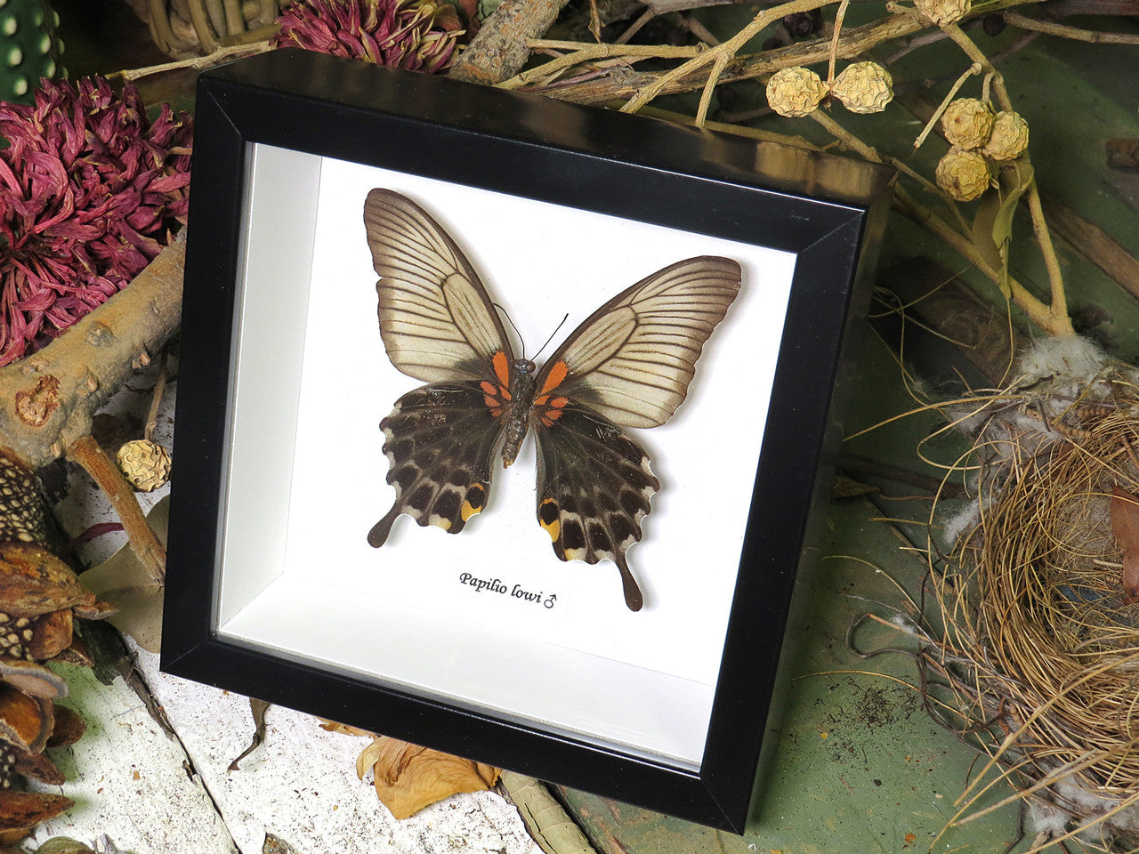 Papilio lowi Female 