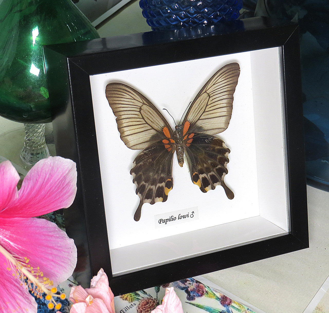 Papilio lowi Female 