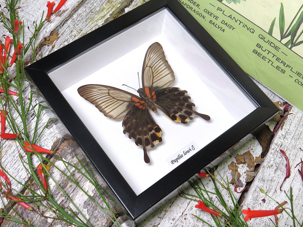 Papilio lowi Female 