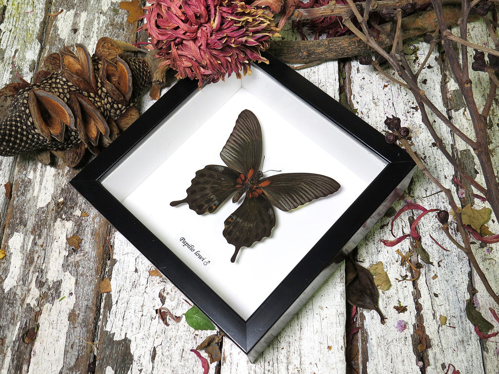 Papilio lowi