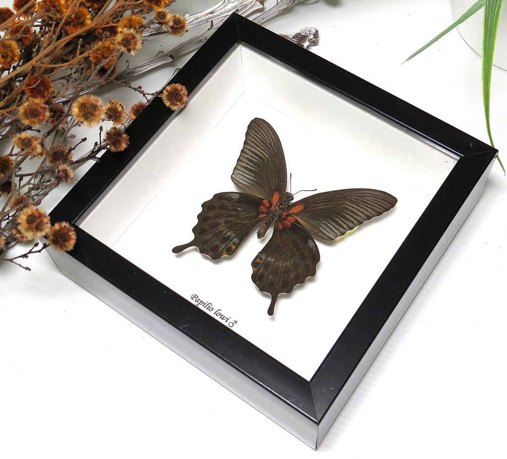 Papilio lowi