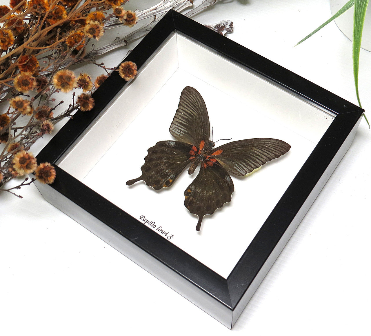Papilio lowi