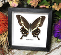 Papilio lormieri dorsal