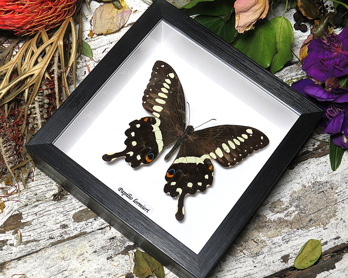 Papilio lormieri dorsal