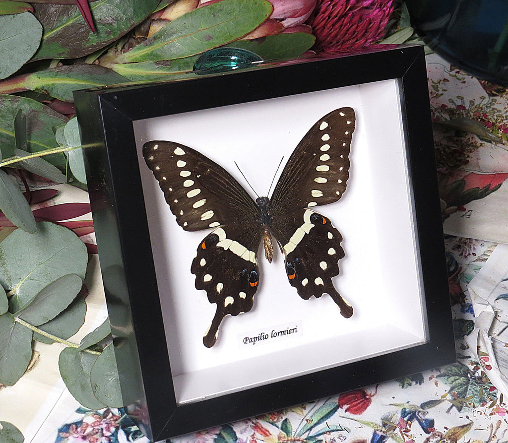 Papilio lormieri