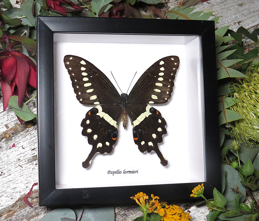 Papilio lormieri
