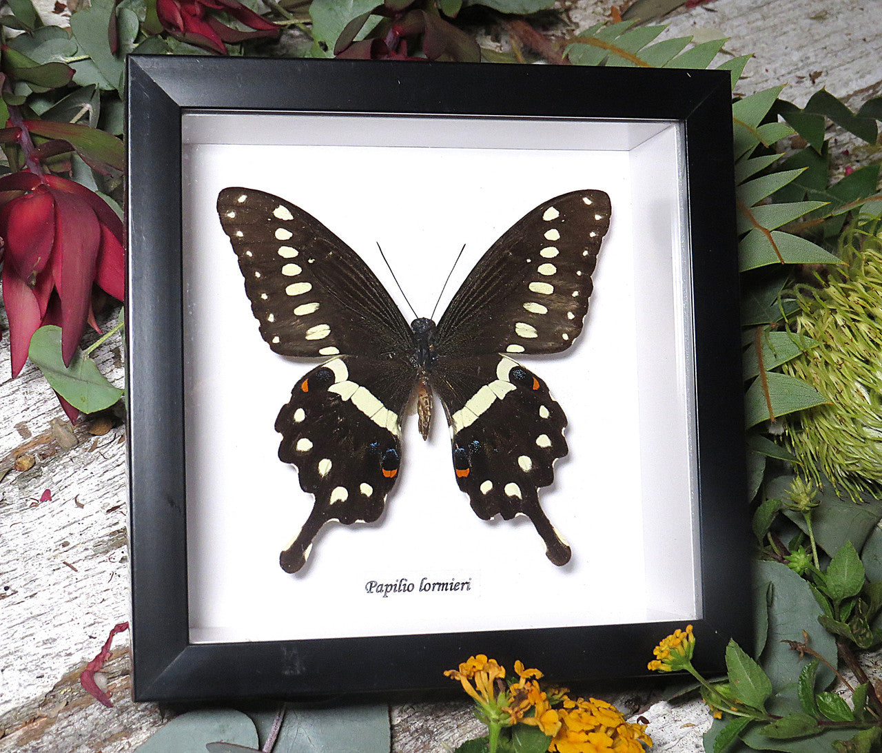 Papilio lormieri
