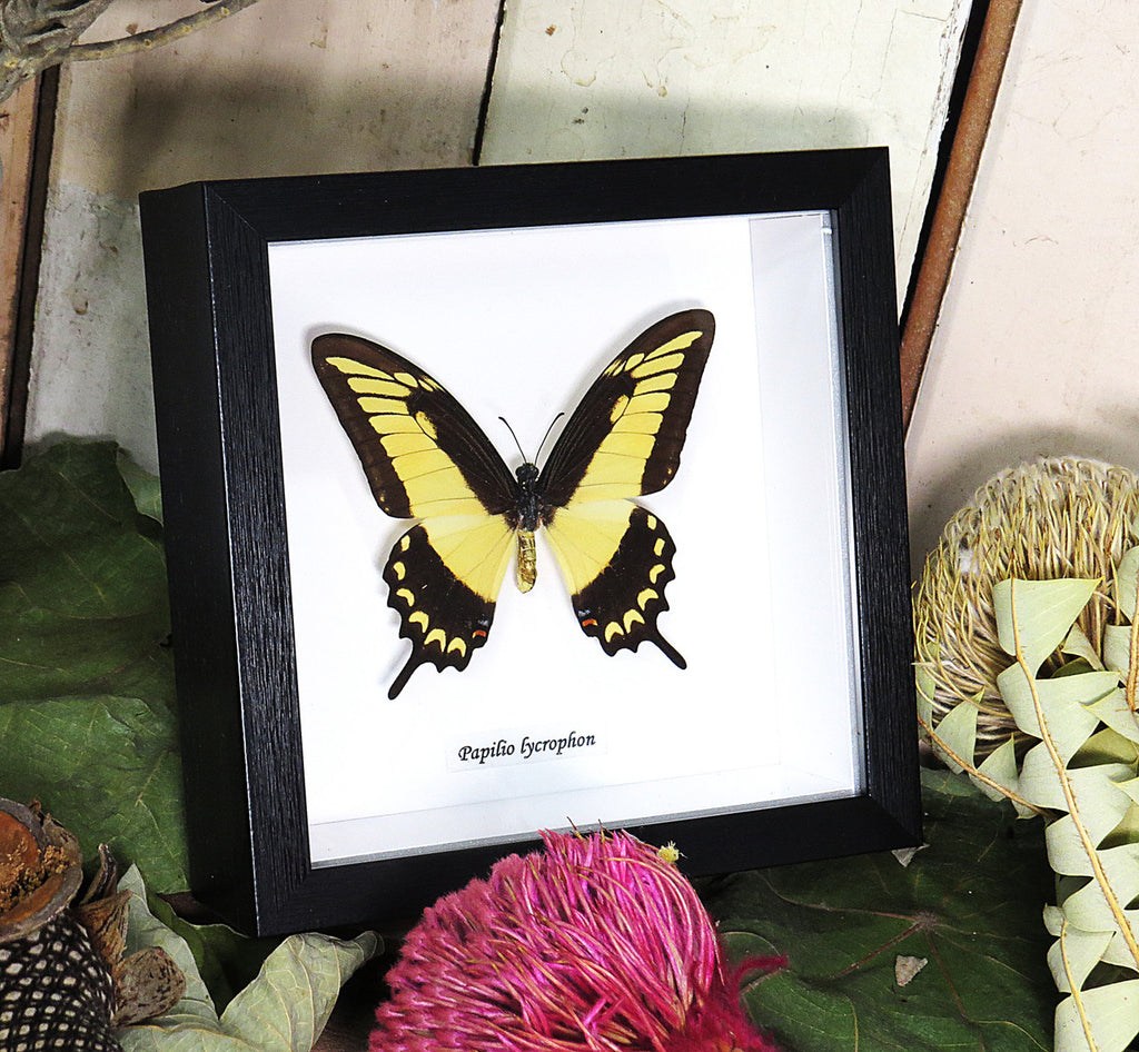 Papilio lycrophon
