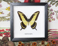 Papilio lycrophon