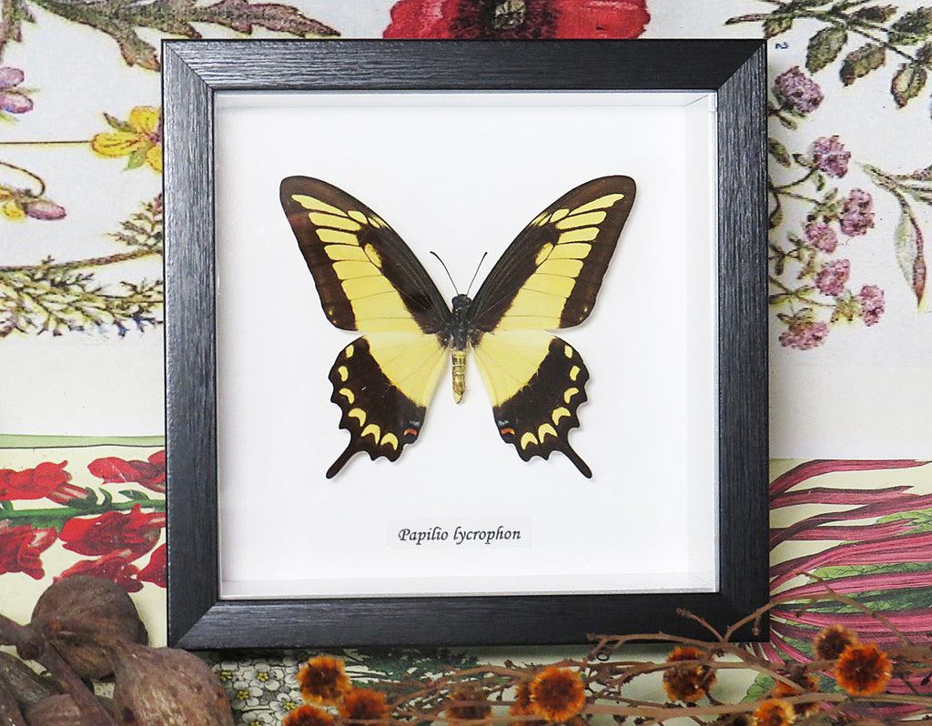 Papilio lycrophon 