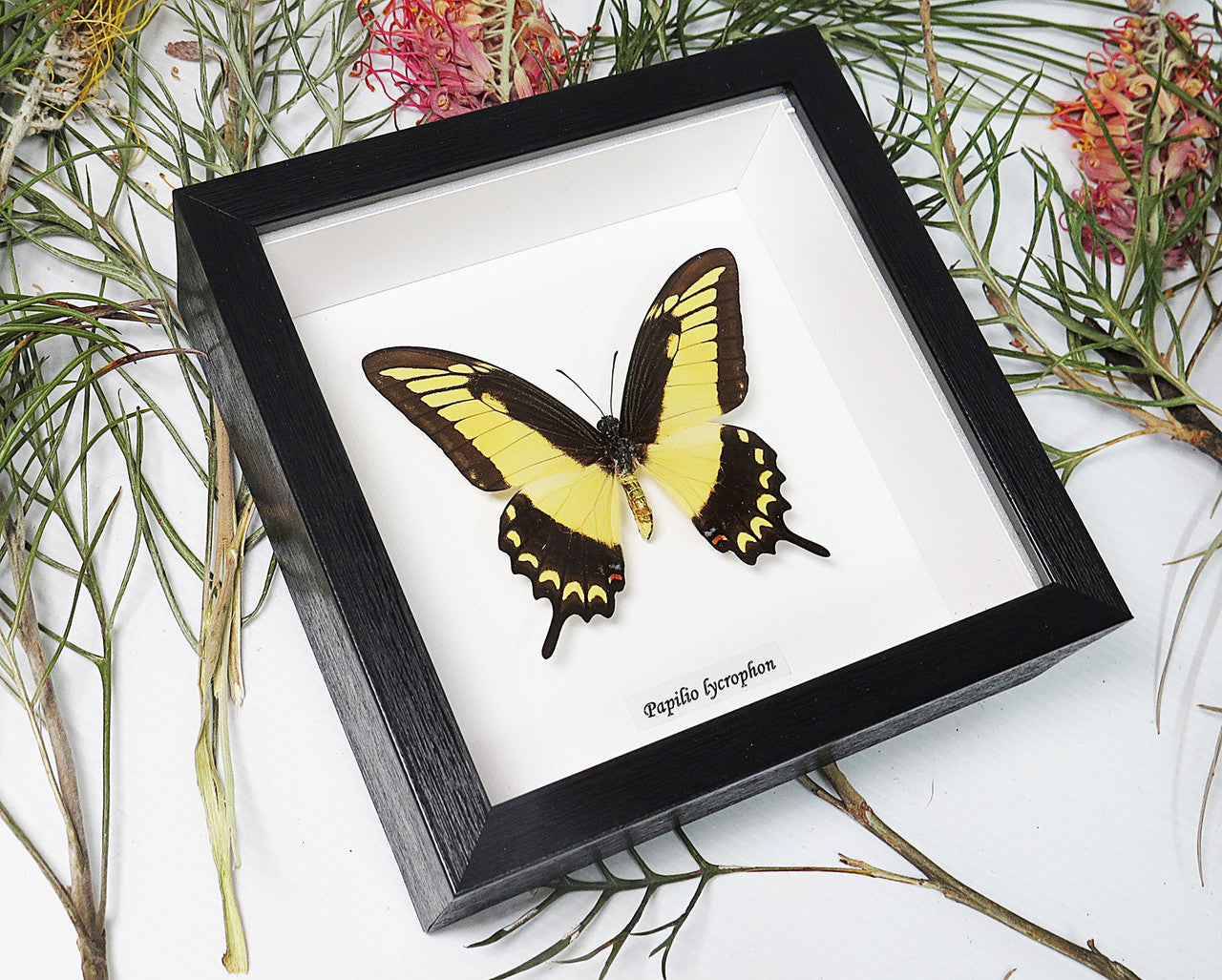 Papilio lycrophon