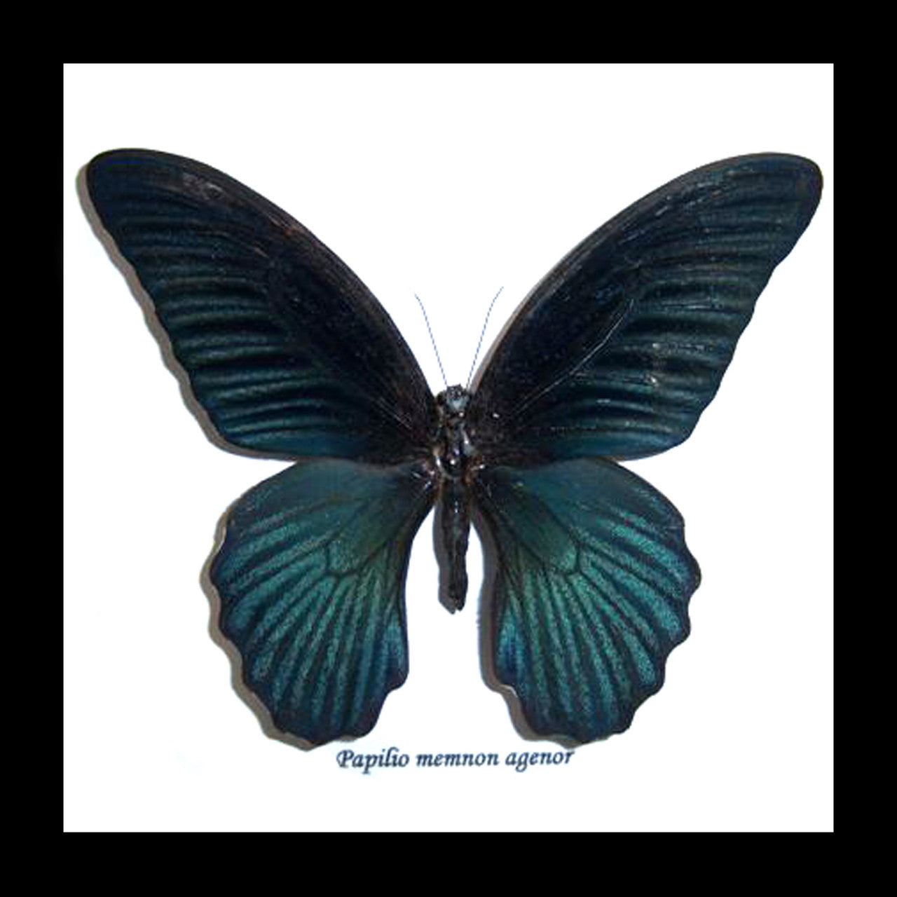 Papilio memnon agenor
