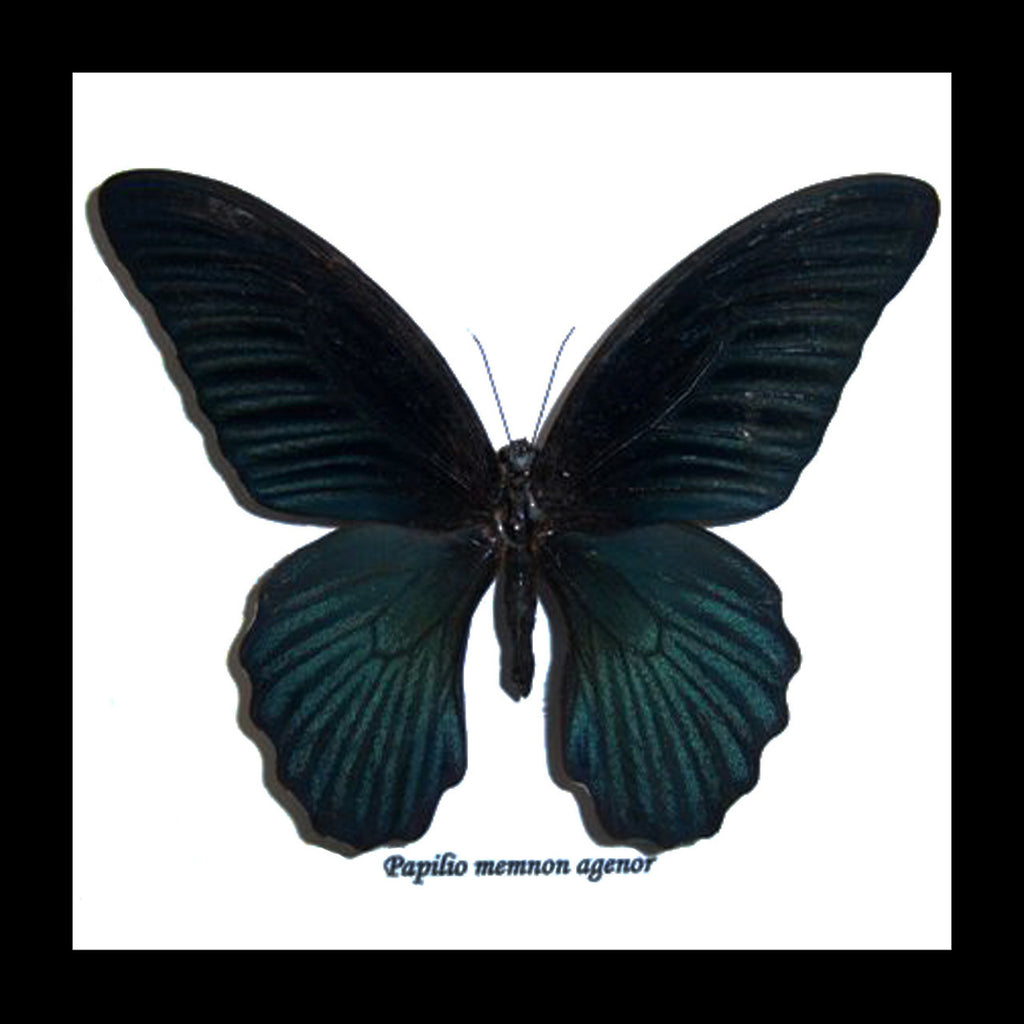 Papilio memnon agenor.