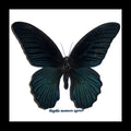 Papilio memnon agenor.