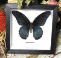 Papilio memnon