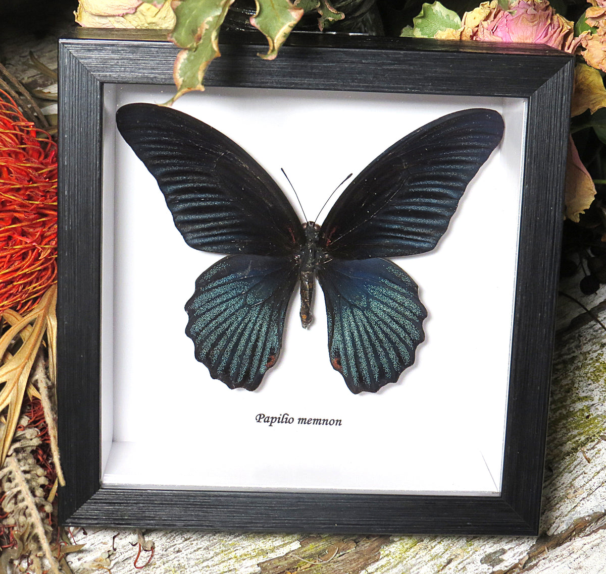 Papilio memnon
