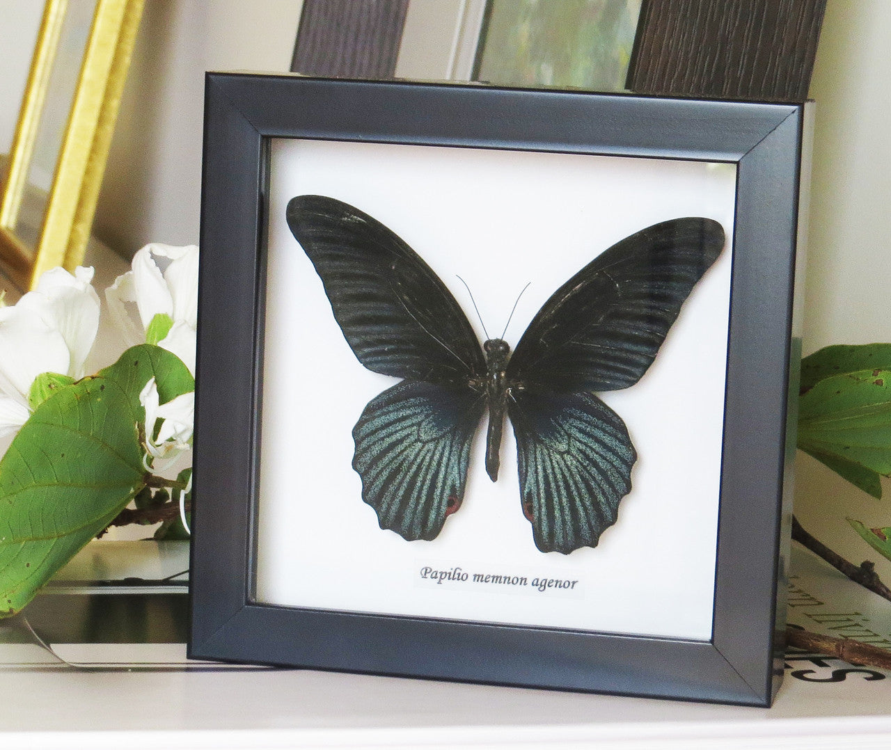 Papilio memnon agenor
