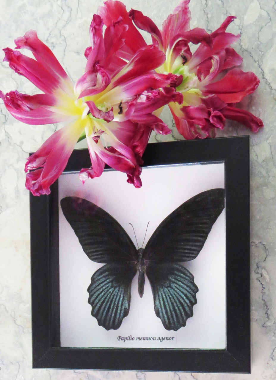 Papilio memnon agenor