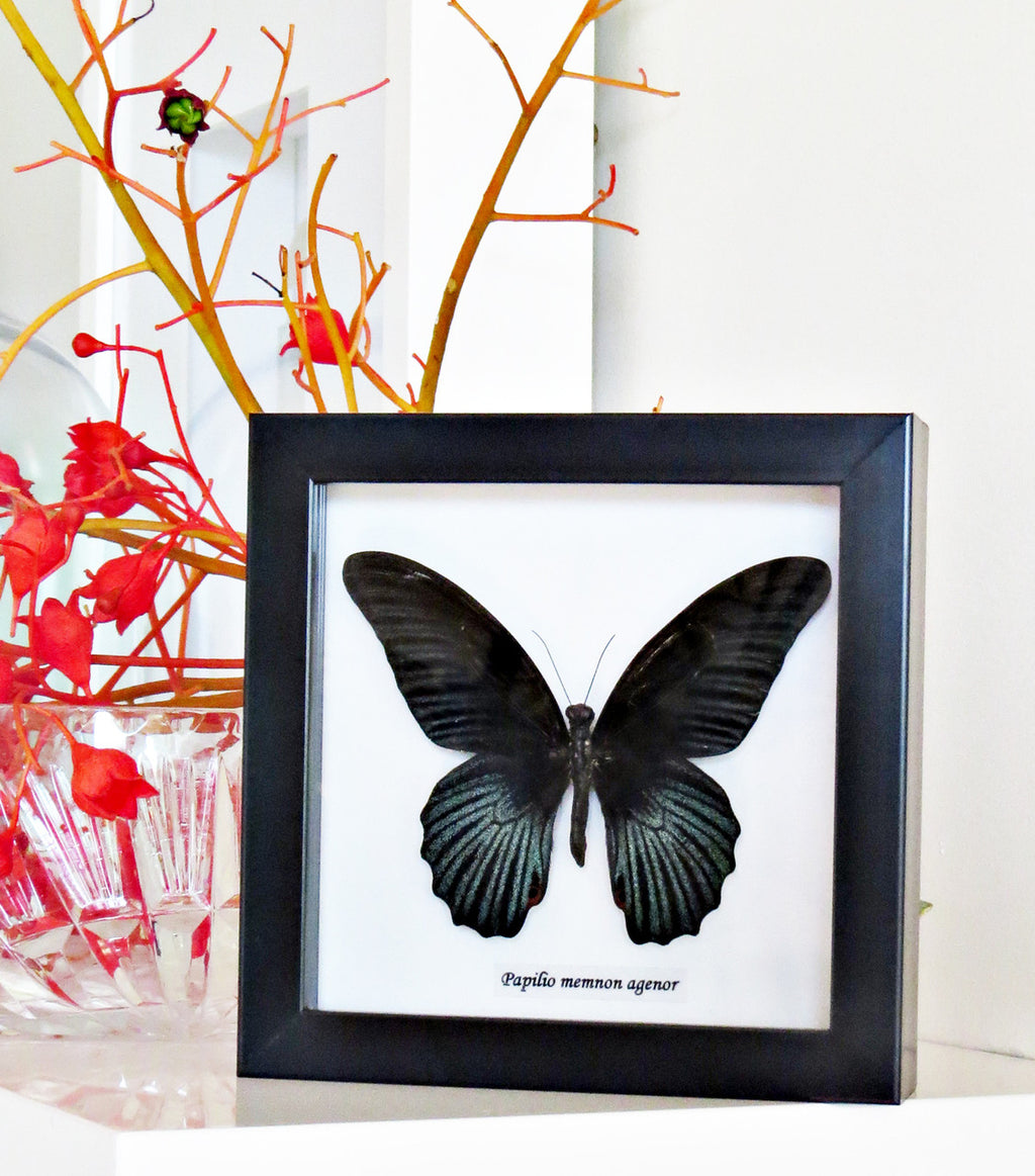 Papilio memnon agenor