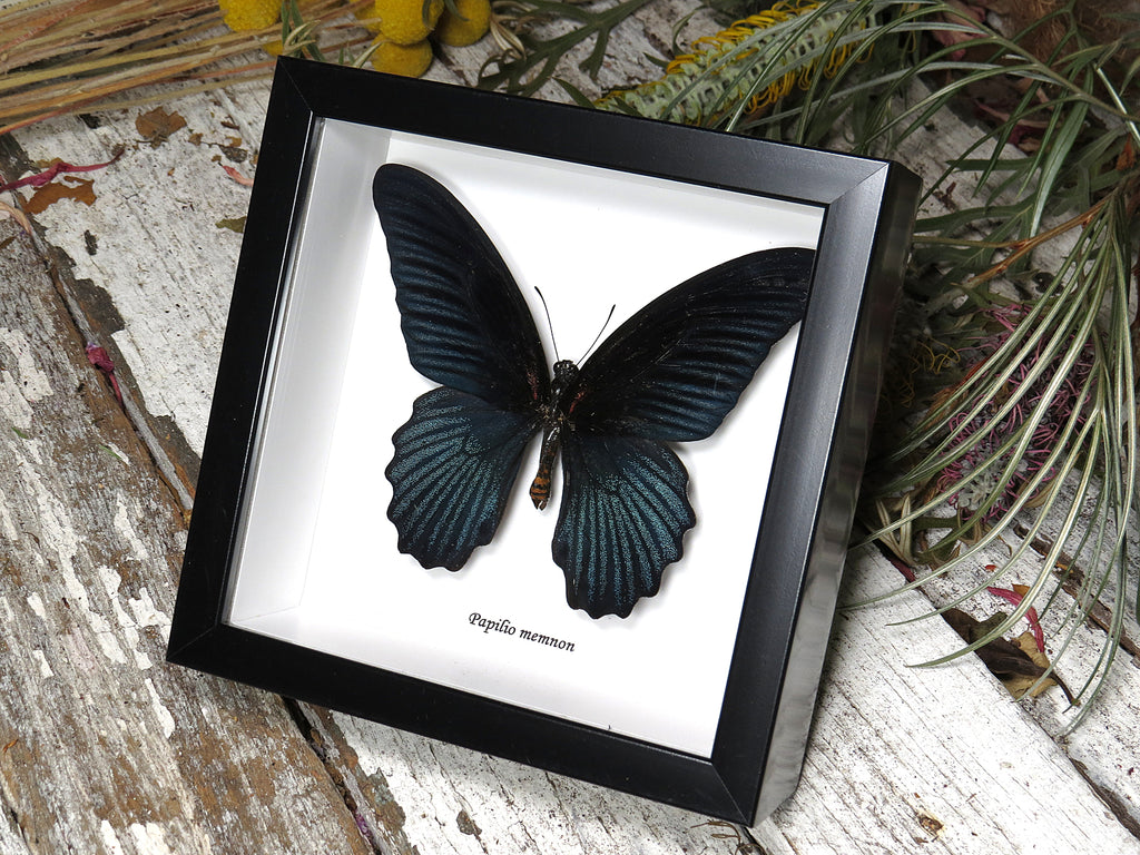 Papilio memnon
