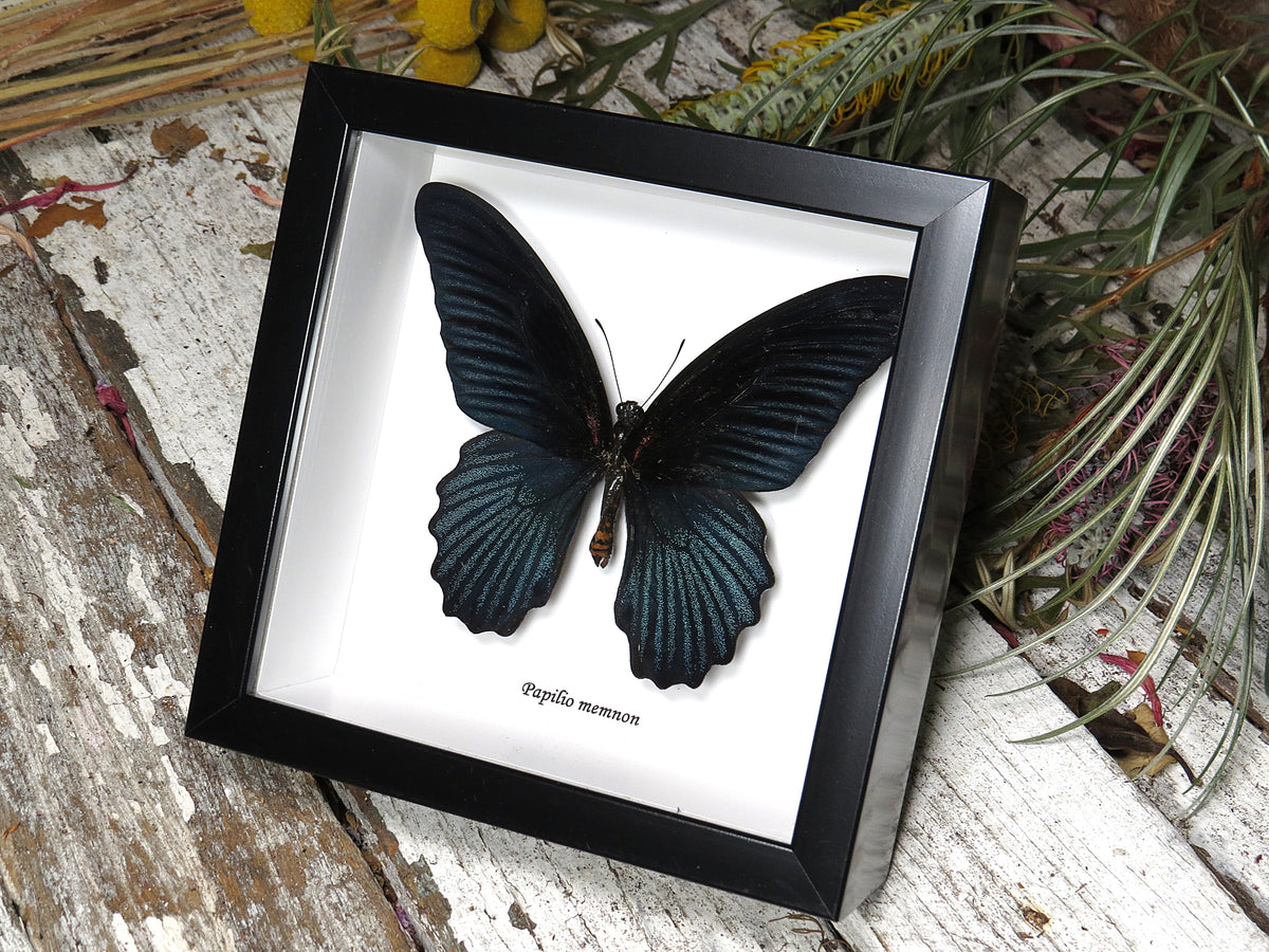 Papilio memnon