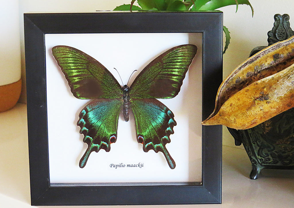Papilio maackii 