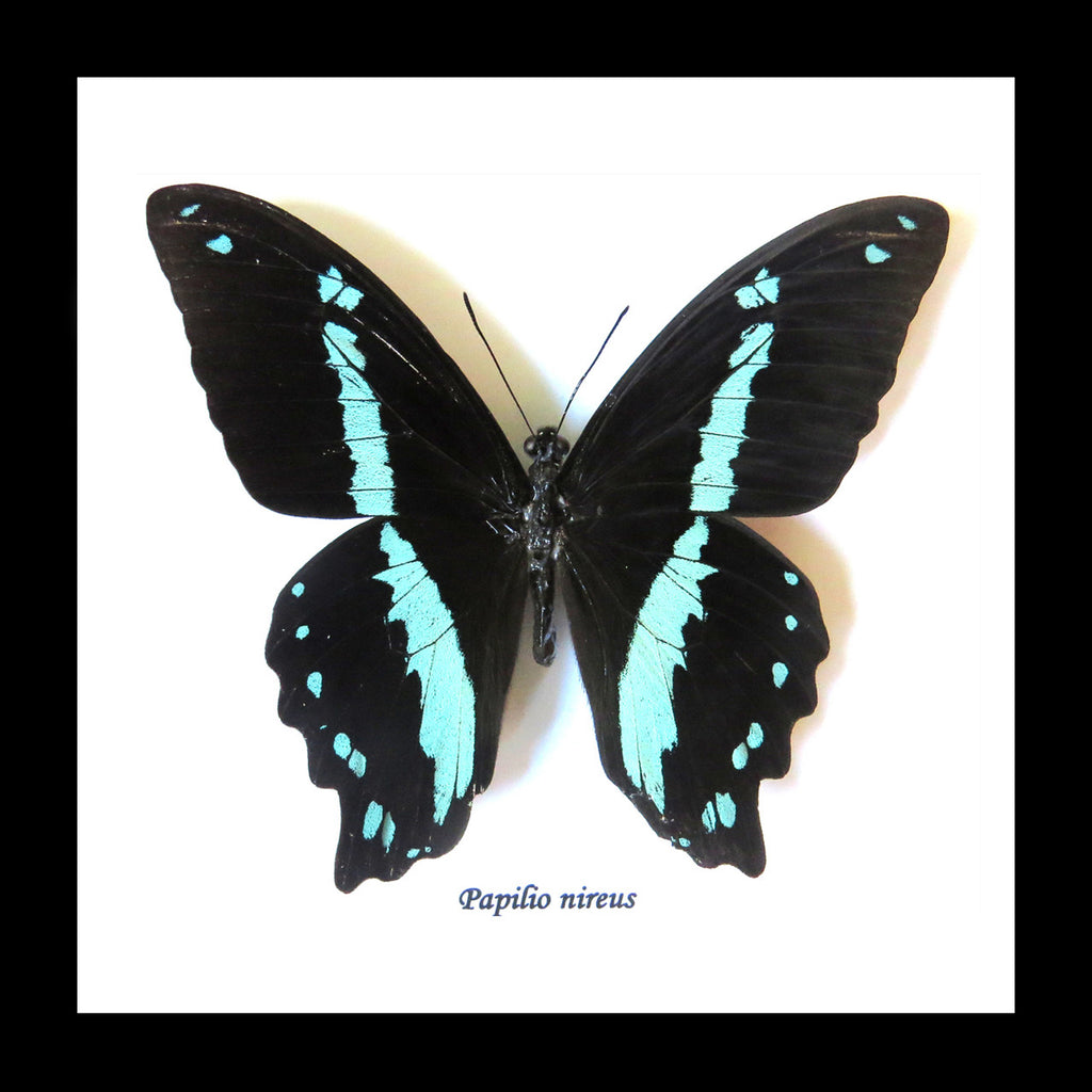 Papilio nireus