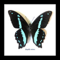 Papilio nireus