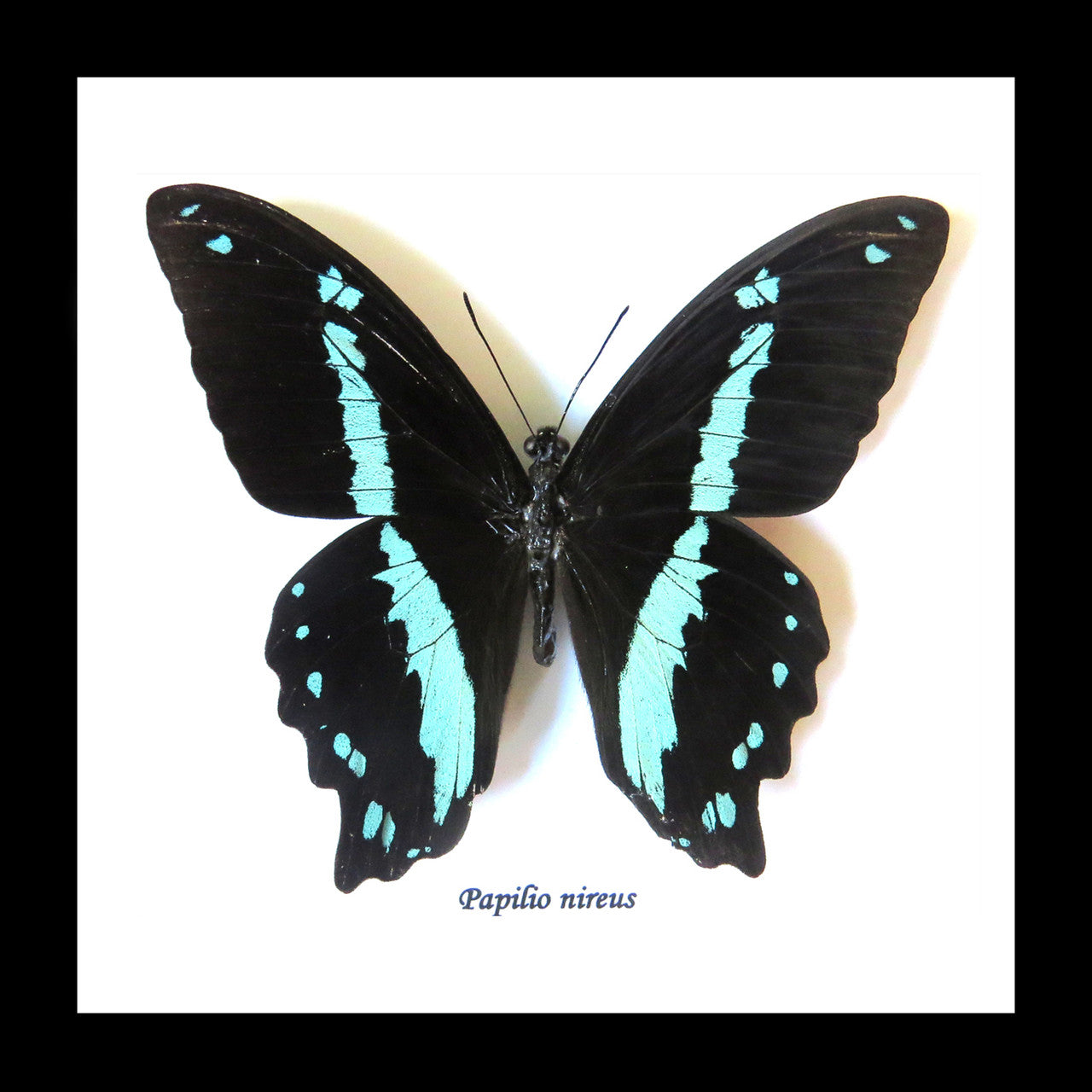 Papilio nireus