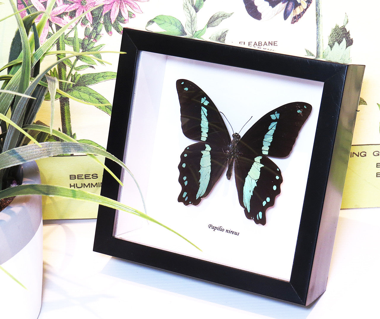 Papilio nireus